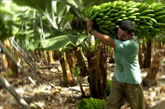 Costa Rica - El atlantico bananero