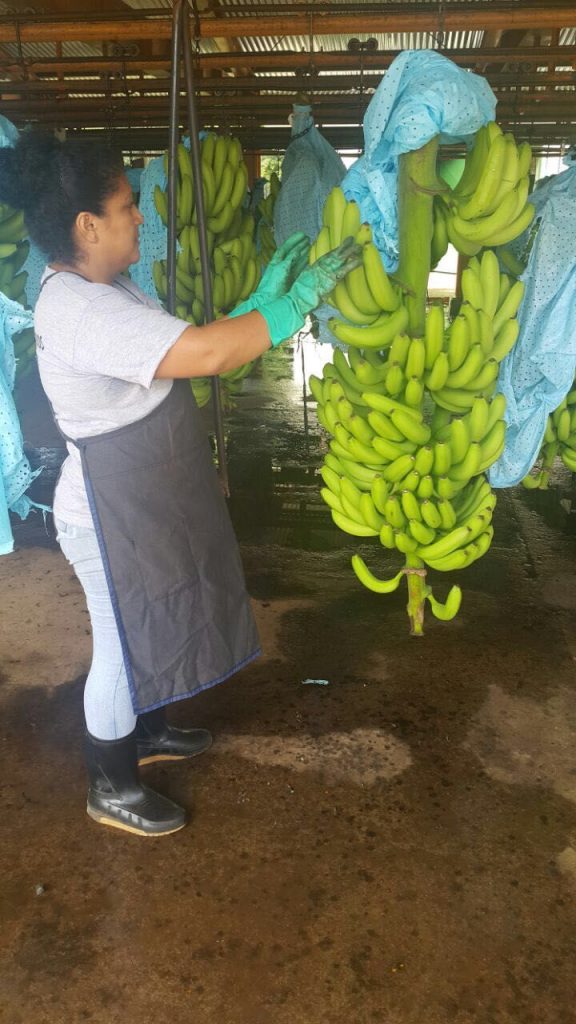 Trabajadora bananera