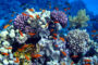 Proyecto del Frente Amplio impulsa mayor protección de losarrecifes coralinos contra los efectos de los químicos tóxicos
