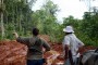 Diputado Edgardo Araya: “Hay que pedir cuentas sobre la tala ilegal en la Trocha Fronteriza”